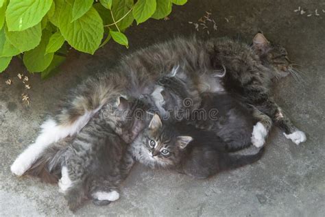 domesticmilf|'domestic milf' Search .